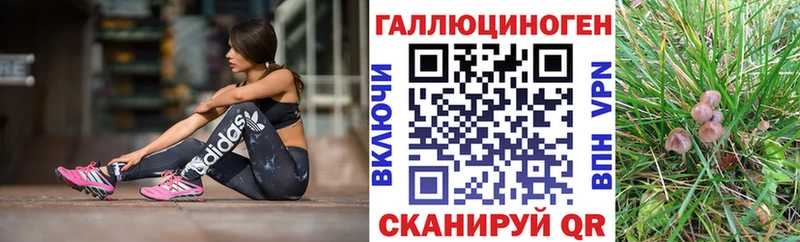 где купить Камызяк Галлюциногенные грибы мицелий